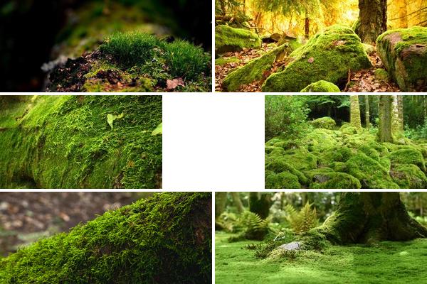 green moss