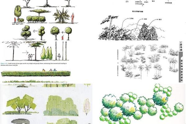 绿化景观手绘图